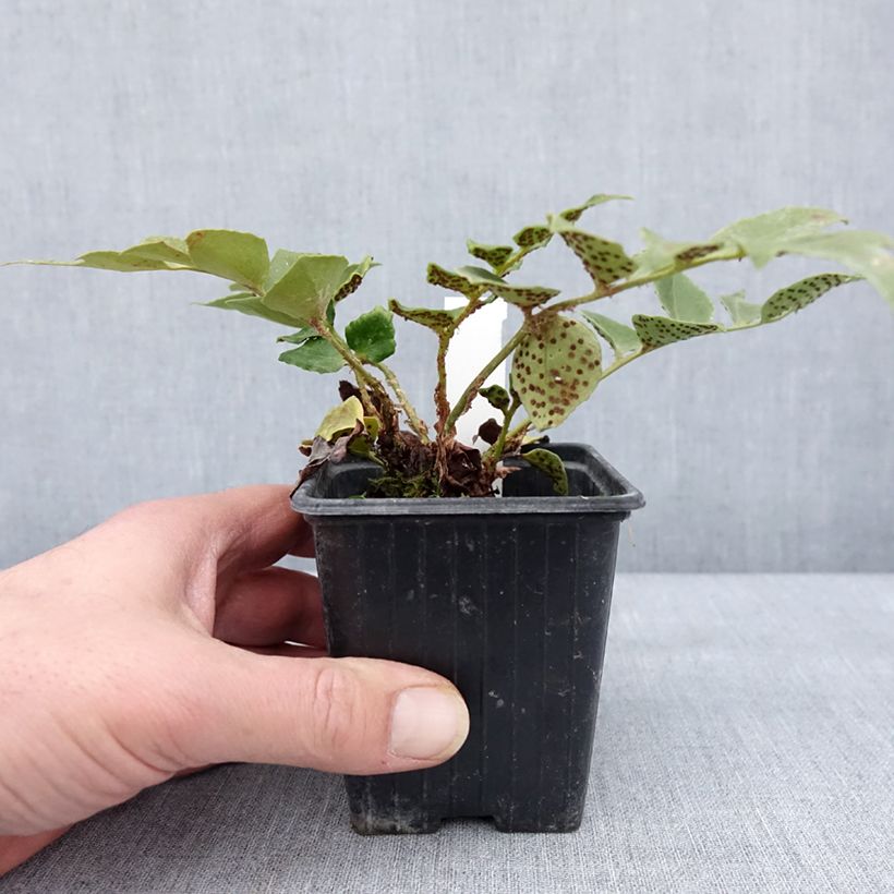 Spécimen de Cyrtomium falcatum Spin Cycle - Fougère houx Godet de 8/9 cm tel que livré en hiver