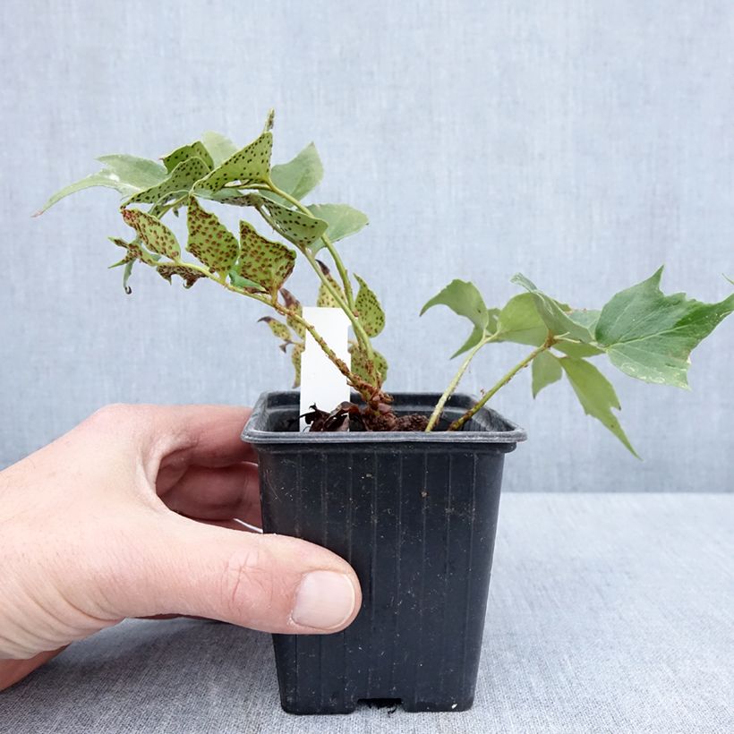 Cyrtomium falcatum Spin Cycle - Cirtomio Maceta de 8/9 cm Ejemplar entregado en la primavera