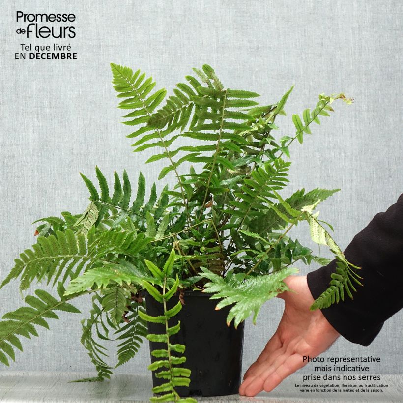 Spécimen de Cyrtomium fortunei var. clivicola - Fougère Pot de 2L/3L tel que livré en hiver