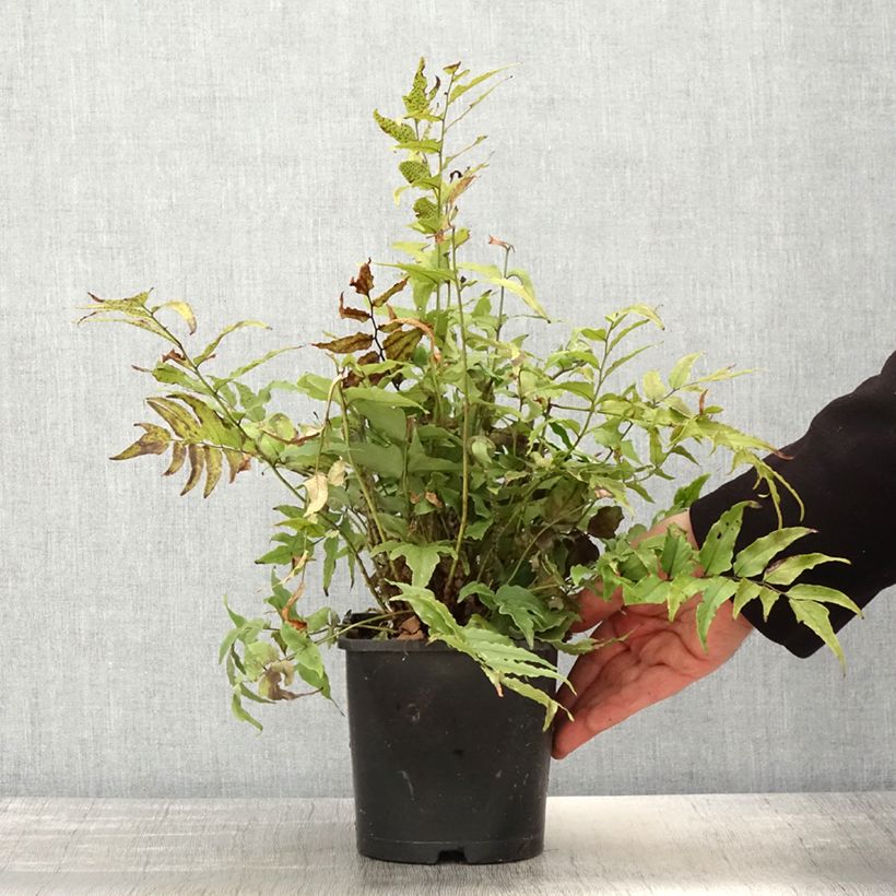 Cyrtomium fortunei var. clivicola Vaso da 2L/3L esemplare consegnato in primavera