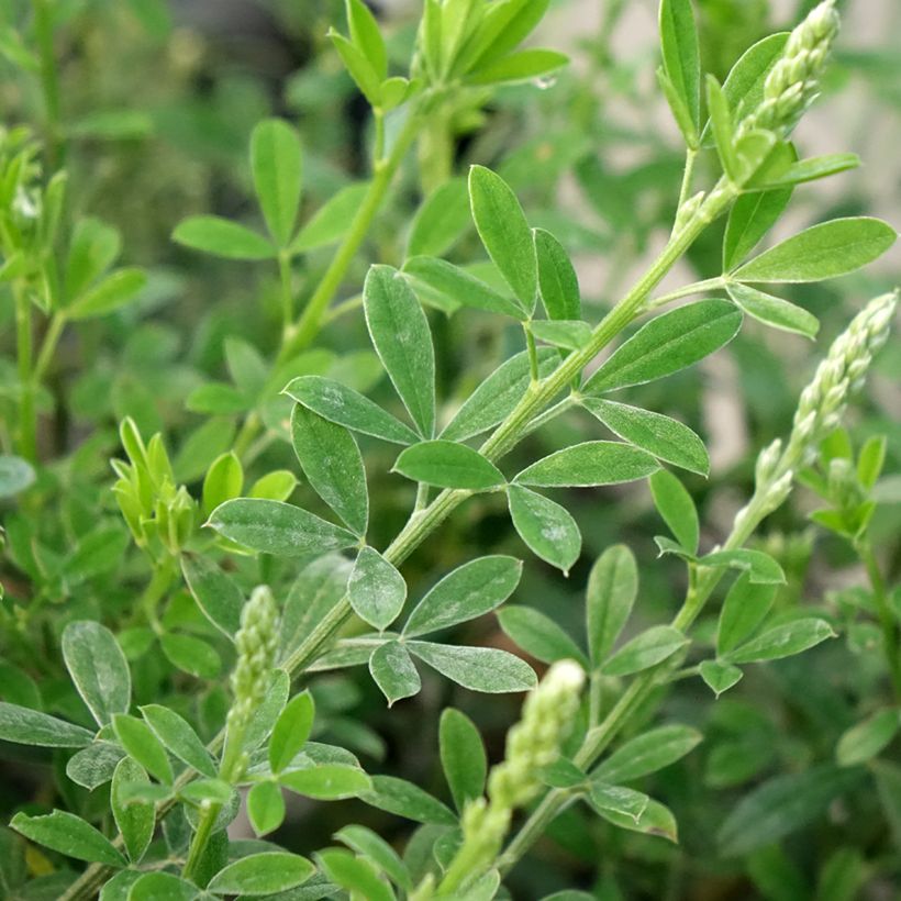 Cytisus racemosus Phebus - Genêt de Tenerife (Feuillage)