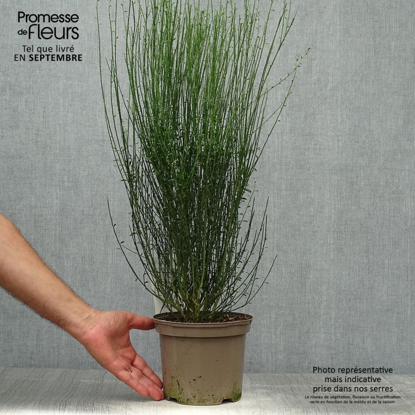 Spécimen de Cytisus scoparius Apricot Gem - Genêt à balais Pot de 2L/3L tel que livré en automne