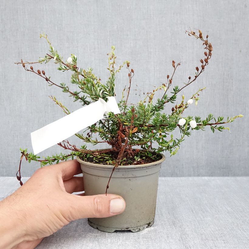 Spécimen de Daboecia cantabrica Creeping White - Bruyère de Saint Daboec Pot de 12 cm / 13 cm tel que livré en automne