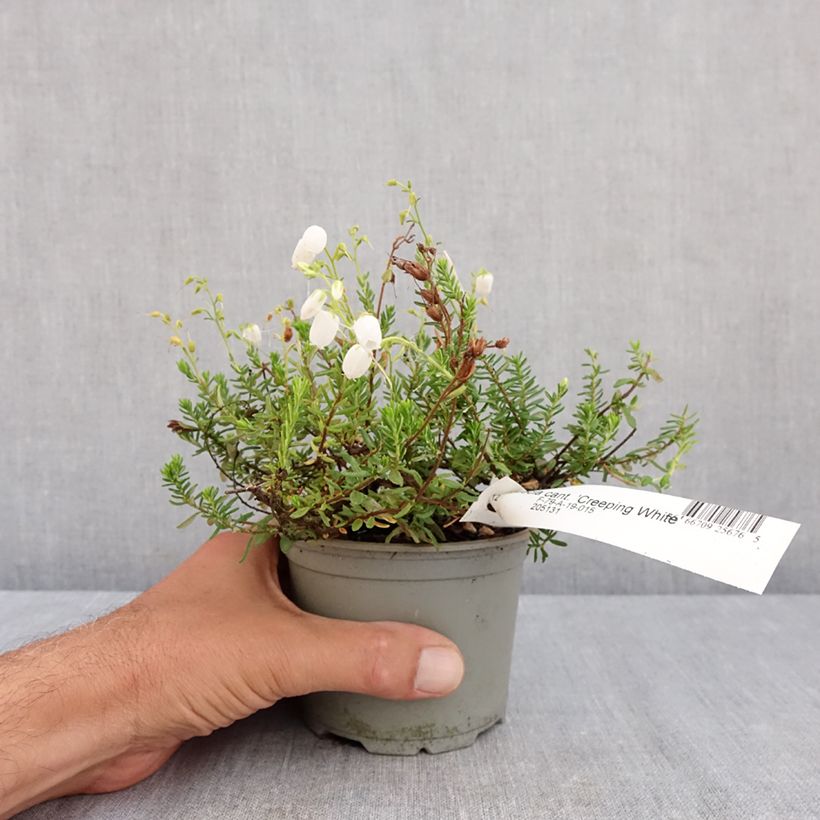 Spécimen de Daboecia cantabrica Creeping White - Bruyère de Saint Daboec Pot de 12 cm / 13 cm tel que livré en été