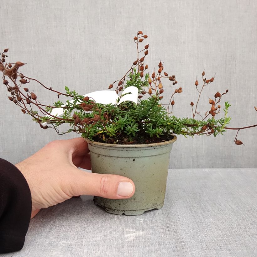 Spécimen de Daboecia cantabrica Cupido - Bruyère de Saint Daboec Pot de 12 cm / 13 cm tel que livré en automne