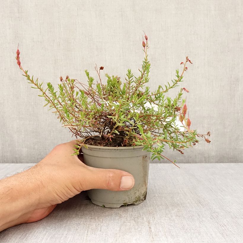 Spécimen de Daboecia cantabrica Vanessa - Bruyère de Saint Daboec Pot de 12 cm / 13 cm tel que livré en été