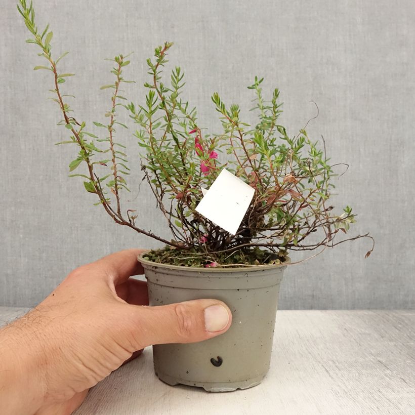 Spécimen de Daboecia cantabrica Waley's Red - Bruyère de Saint Daboec Pot de 12 cm / 13 cm tel que livré en été