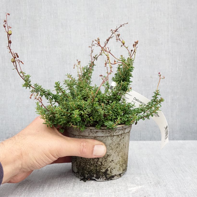 Spécimen de Daboecia scotica Goscote - Bruyère Pot de 12 cm / 13 cm tel que livré en automne