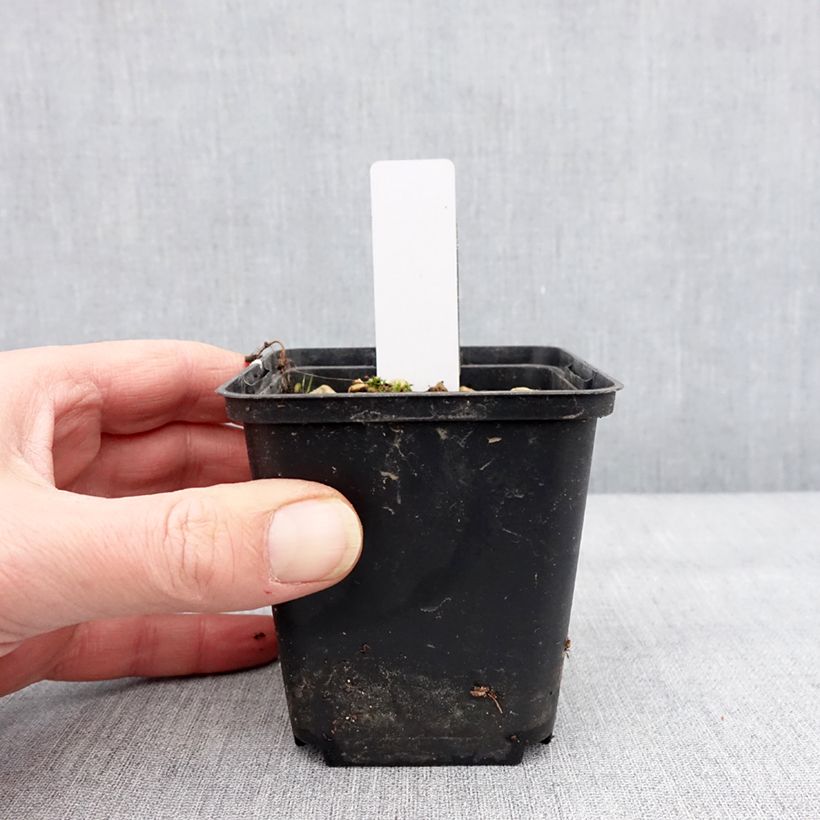 Spécimen de Dactylorhiza alpestris - Orchis des Alpes Godet de 8/9 cm tel que livré en hiver