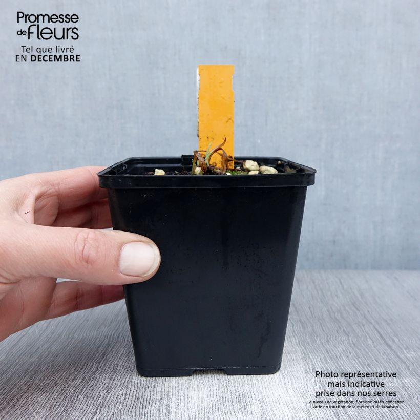 Spécimen de Dactylorhiza fuchsii - Orchis de Fuchs Godet de 8/9 cm tel que livré en hiver