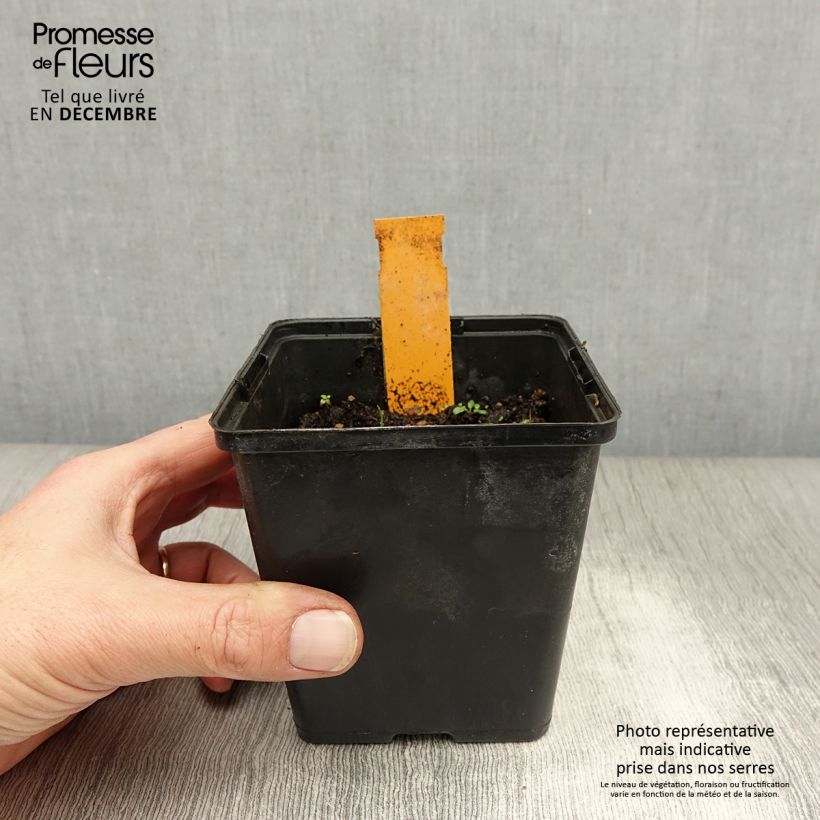 Spécimen de Dactylorhiza maculata, Orchis tacheté - Orchidée terrestre et vivace Godet de 8/9 cm tel que livré en hiver