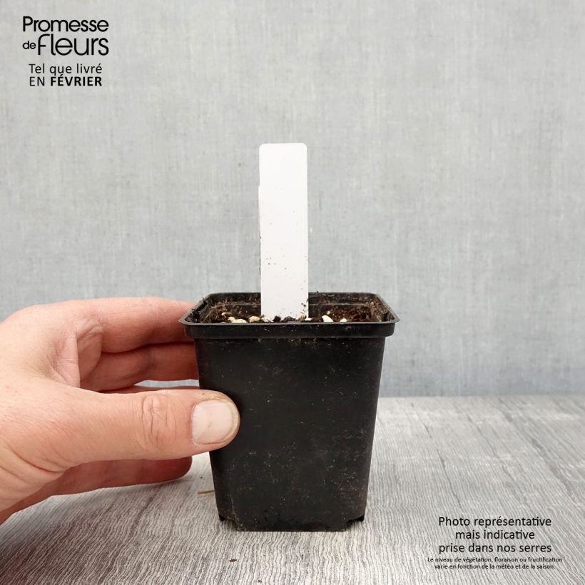 Spécimen de Dactylorhiza purpurella, Orchis pourpre - Orchidée vivace de jardin Godet de 8/9 cm tel que livré en hiver