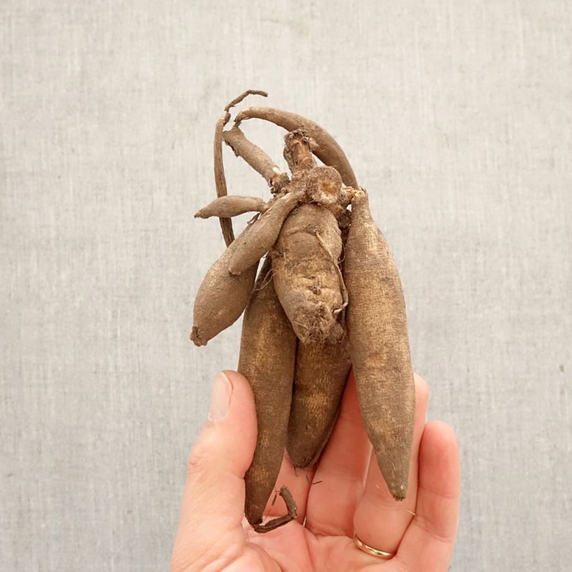 Spécimen de Dahlia Anémone Bon Odori Bulbe calibre I tel que livré au printemps