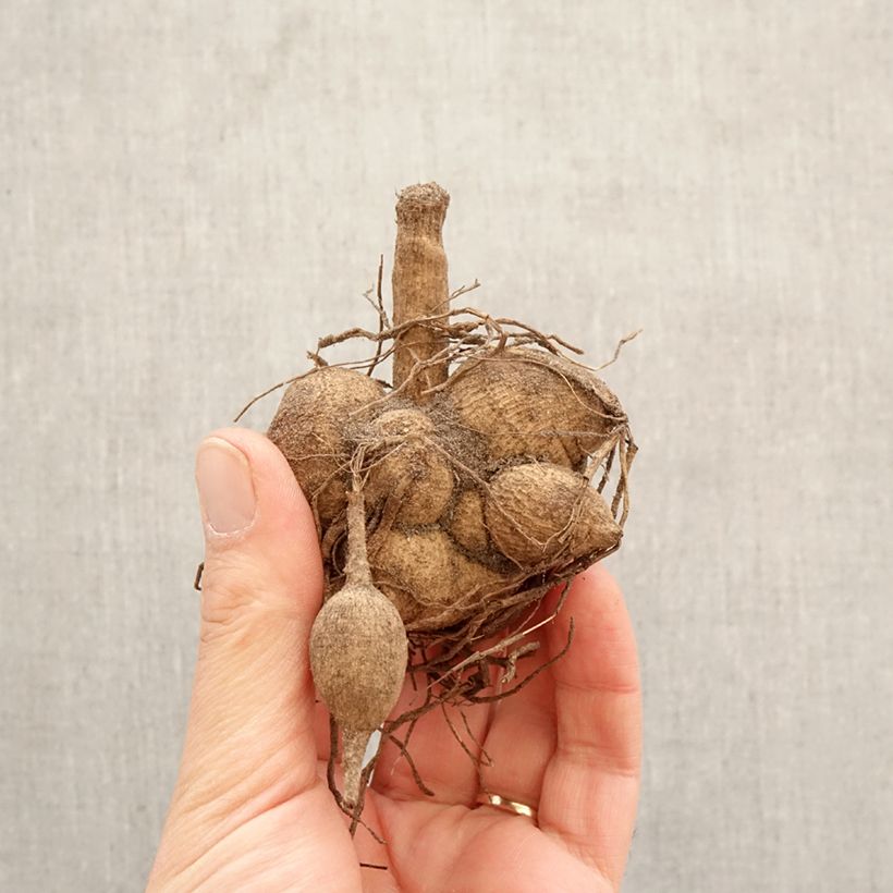 Spécimen de Dahlia anémone Floorinoor Bulbe calibre I tel que livré au printemps