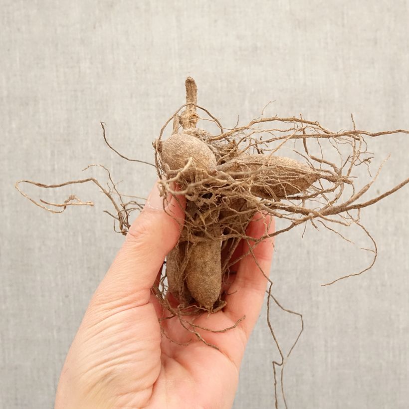 Spécimen de Dahlia anémone Papaye Bulbe tel que livré au printemps