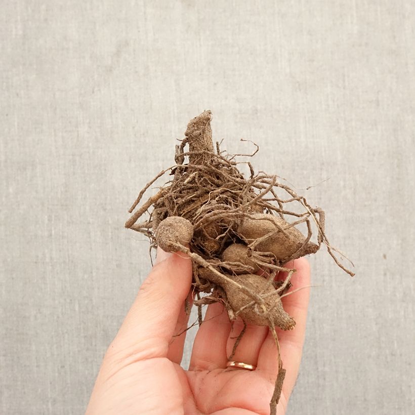 Spécimen de Dahlia anémone Polka Bulbe calibre I tel que livré au printemps