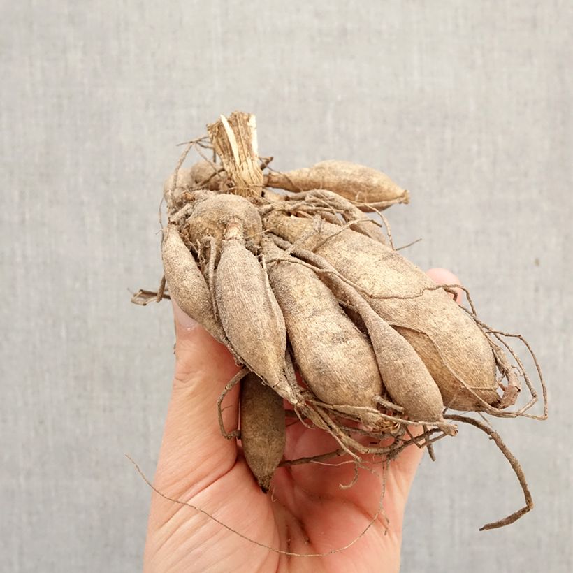 Spécimen de Dahlia anémone Purple Puff Bulbe tel que livré au printemps