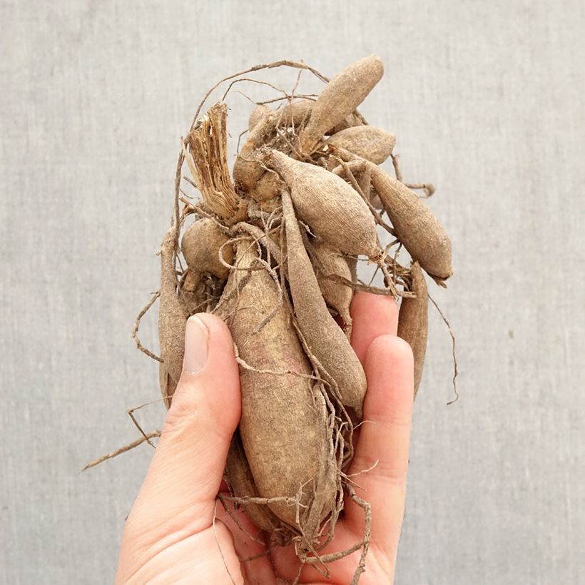 Spécimen de Dahlia anémone Rock and Roll Bulbe tel que livré au printemps