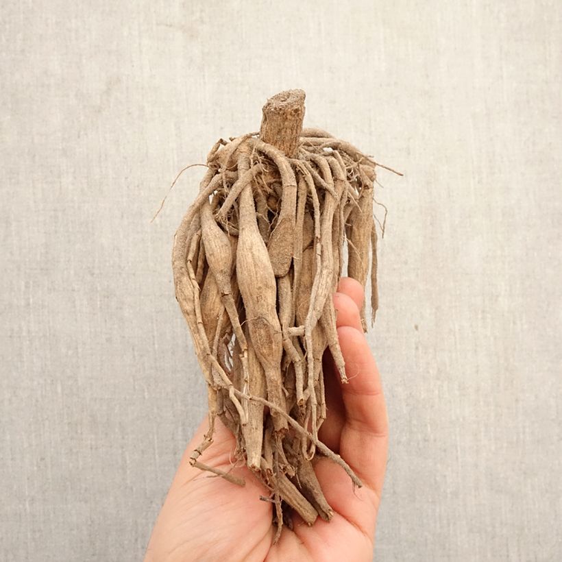 Spécimen de Dahlia balle Cum Laude Bulbe tel que livré au printemps