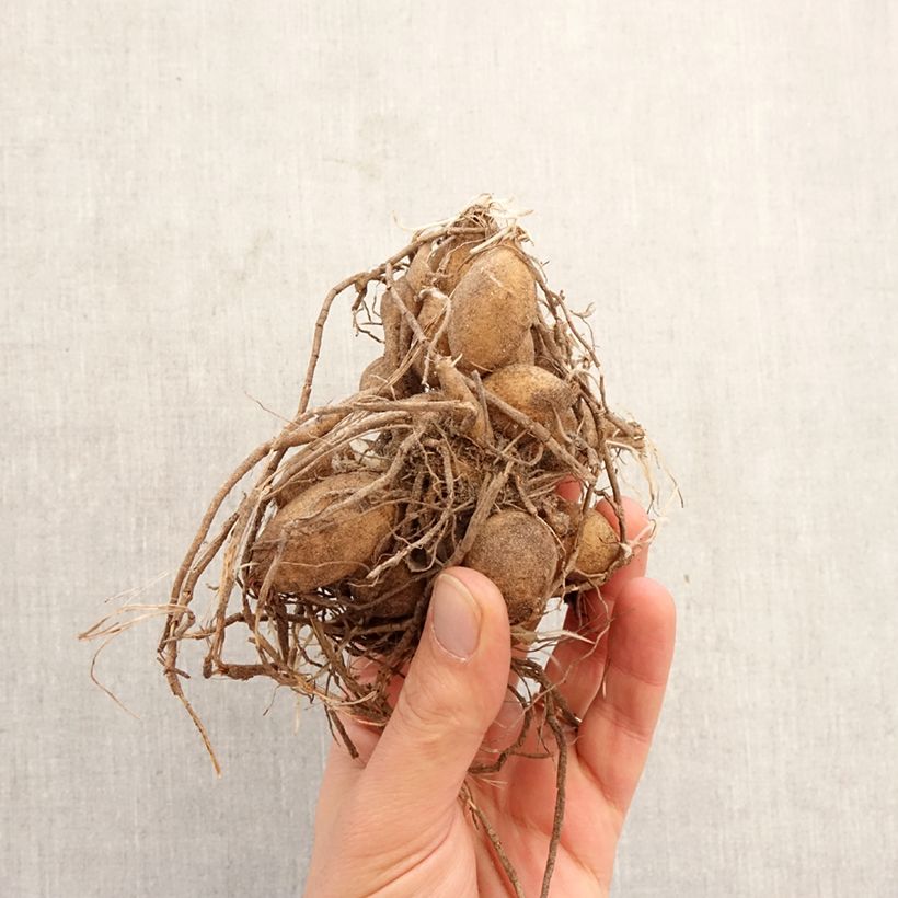 Spécimen de Dahlia balle Ice Baby Bulbe calibre I tel que livré au printemps