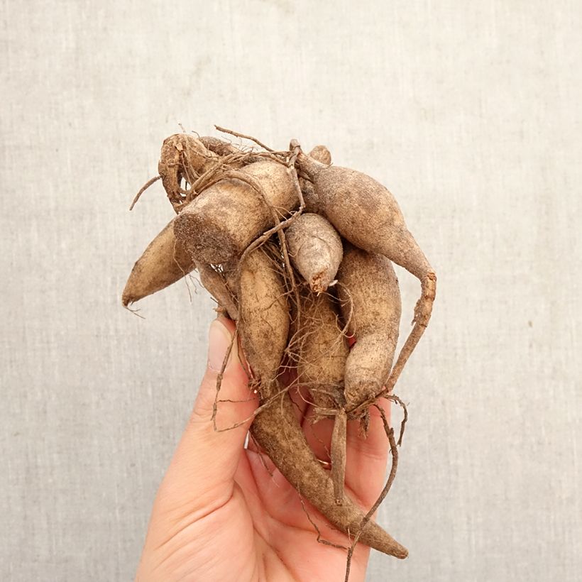 Spécimen de Dahlia balle Marble Ball Bulbe calibre I tel que livré au printemps