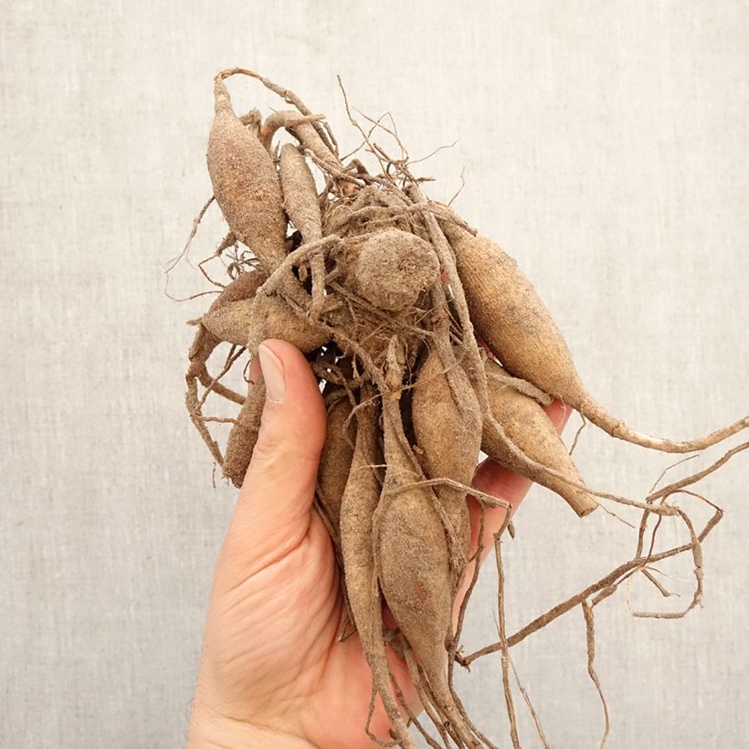 Spécimen de Dahlia balle Sylvia Bulbe calibre I tel que livré au printemps