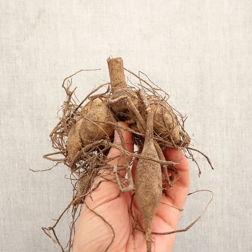 Spécimen de Dahlia cactus Camargue Bulbe tel que livré au printemps
