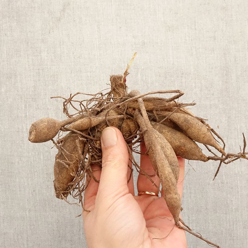 Spécimen de Dahlia Cactus Dentelle Black Touch Bulbe calibre I tel que livré au printemps