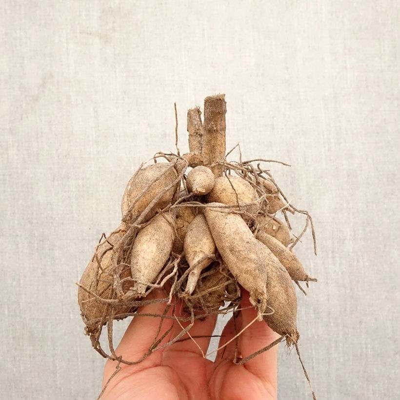 Spécimen de Dahlia cactus dentelle Encore Bulbe calibre I tel que livré au printemps