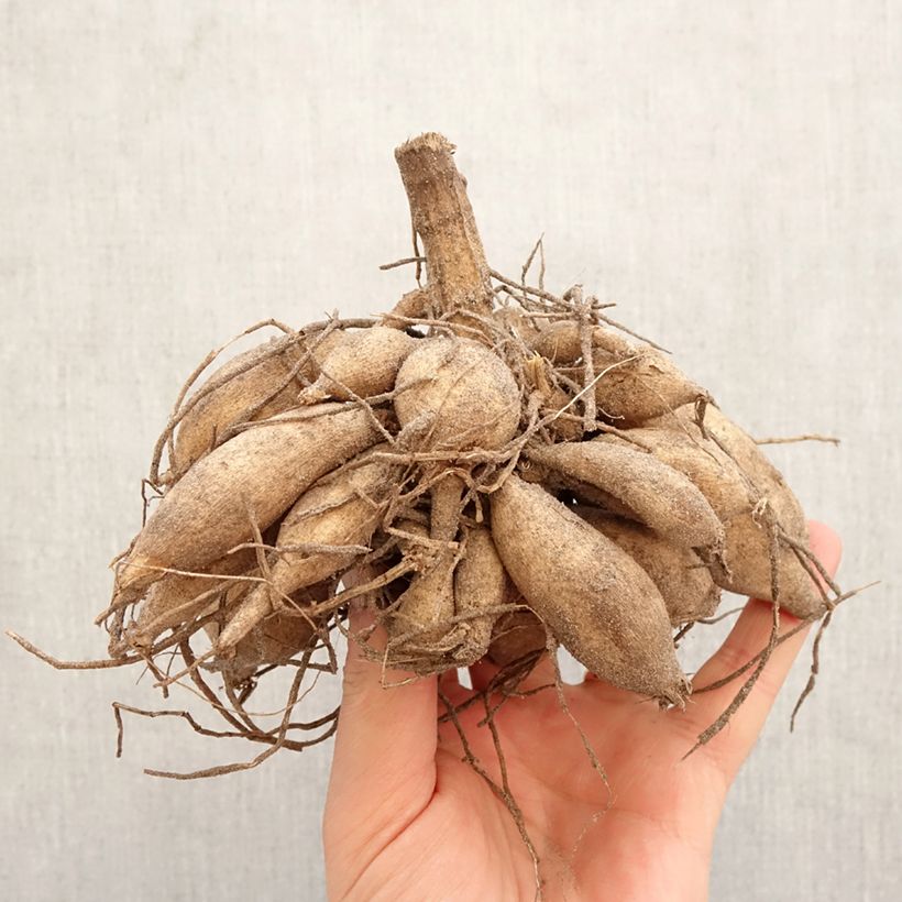 Spécimen de Dahlia cactus dentelle Tsuki Yori no Shisha Bulbe calibre I tel que livré au printemps