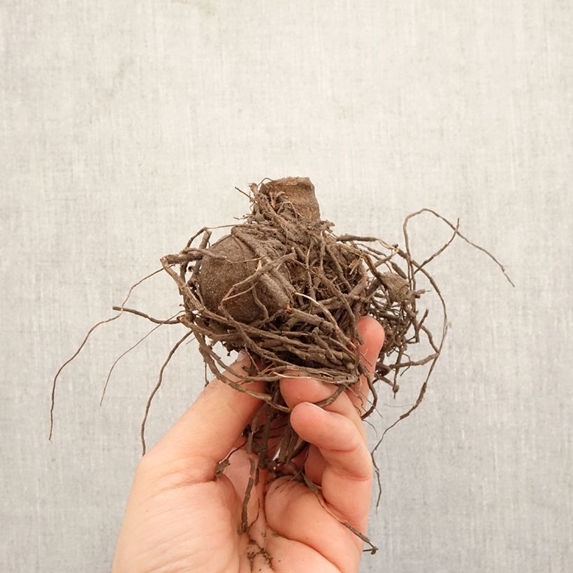 Spécimen de Dahlia cactus Gryson's Yellow Spider Bulbe tel que livré au printemps