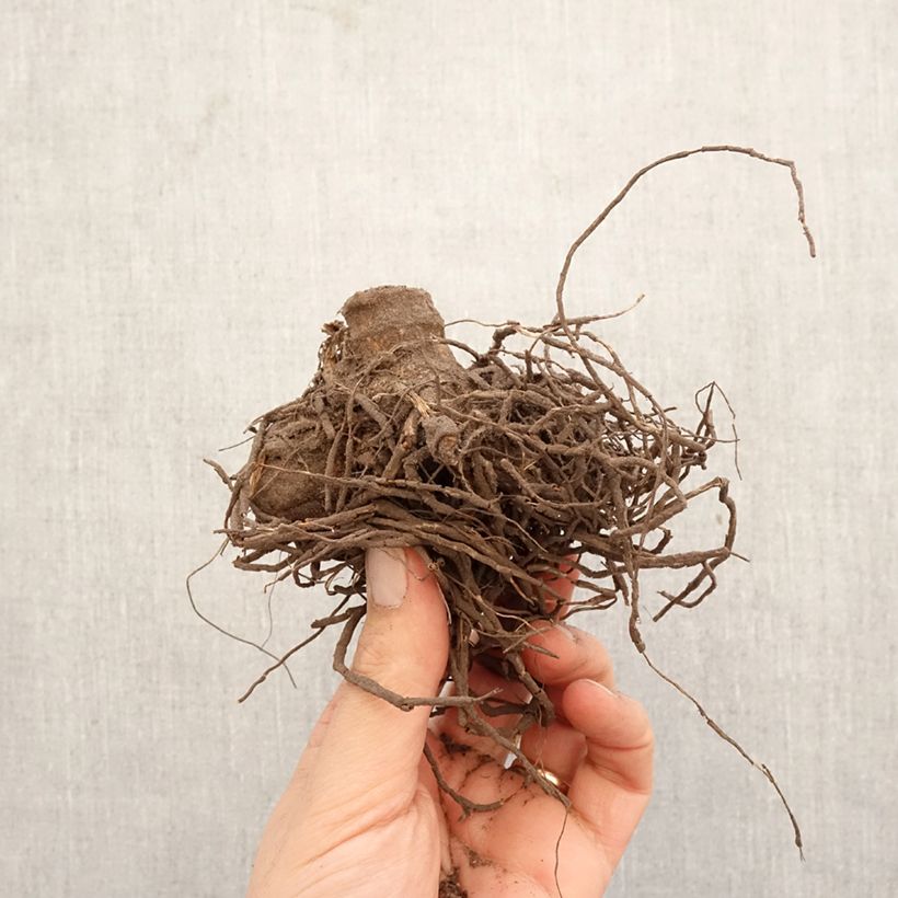 Spécimen de Dahlia cactus Hayley Jane Bulbe calibre I tel que livré au printemps