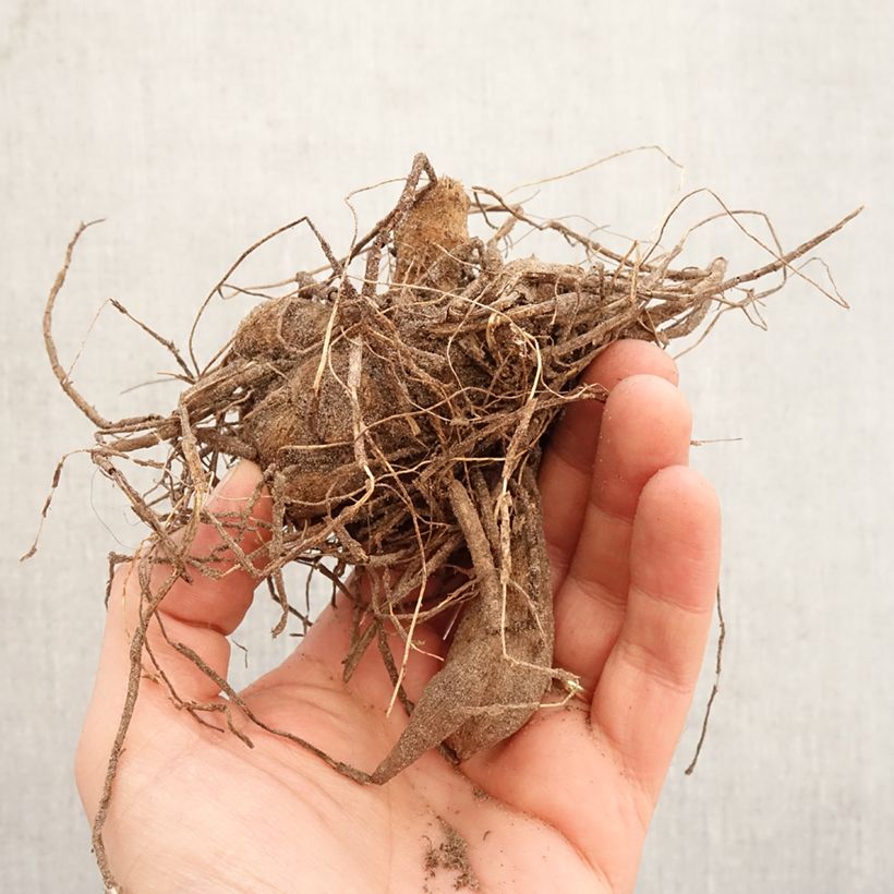 Spécimen de Dahlia cactus nain Park Princess Bulbe calibre I tel que livré au printemps