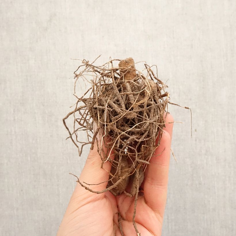 Spécimen de Dahlia cactus nain Pianella Bulbe tel que livré au printemps