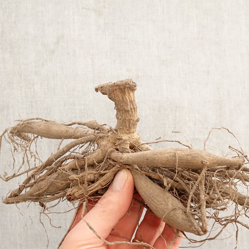 Spécimen de Dahlia cactus Red Majorette Bulbe tel que livré au printemps