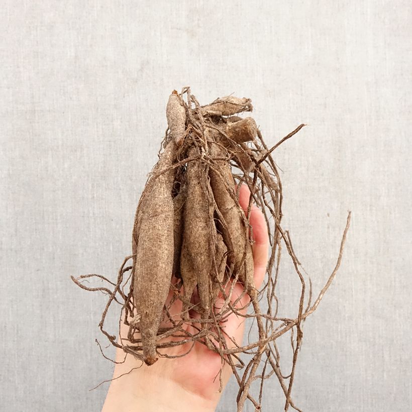 Spécimen de Dahlia Cactus Soeur Clarentine Bulbe tel que livré au printemps