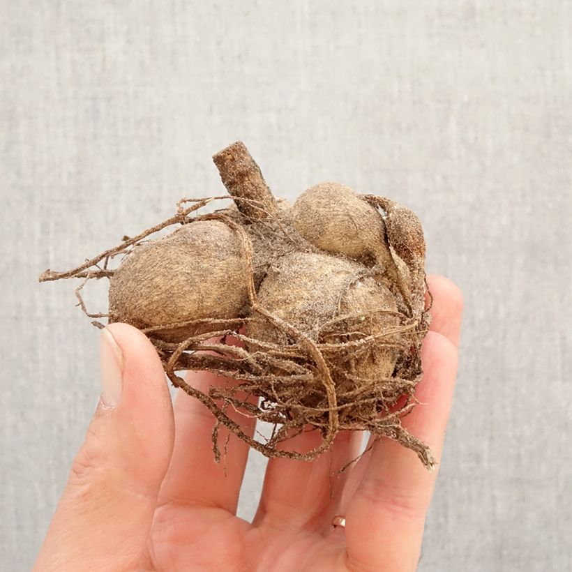 Spécimen de Dahlia camélia Apricot Desire Bulbe calibre I tel que livré au printemps