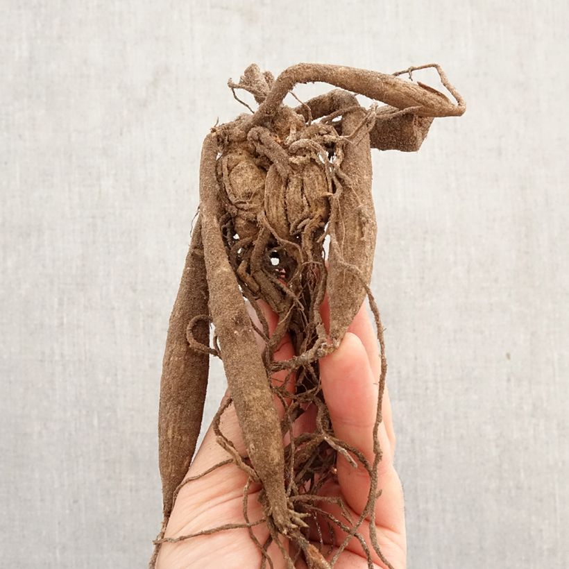 Spécimen de Dahlia camélia Glory of Heemstede Bulbe calibre I tel que livré au printemps