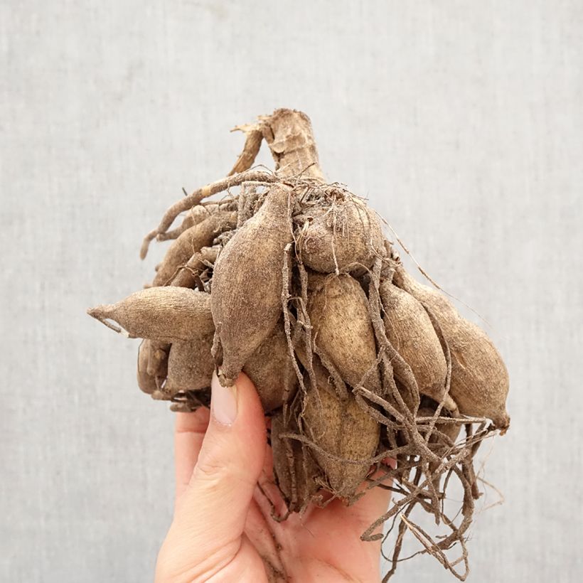 Spécimen de Dahlia décoratif à grandes fleurs Taiheiyo Bulbe calibre I tel que livré au printemps