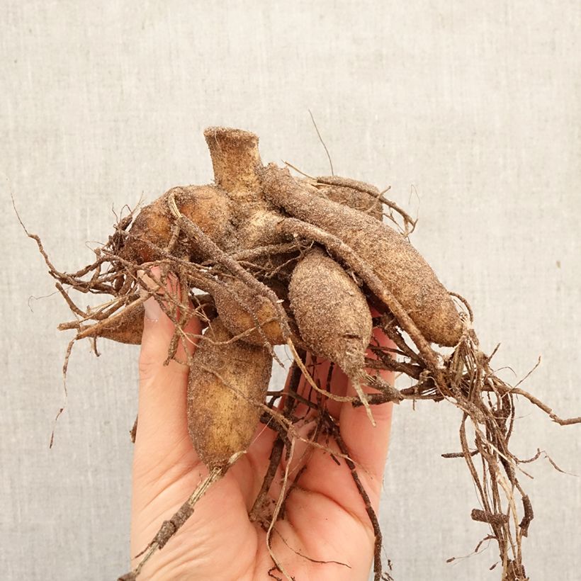 Spécimen de Dahlia décoratif à petites fleurs Hapet Harmony Bulbe calibre I tel que livré au printemps