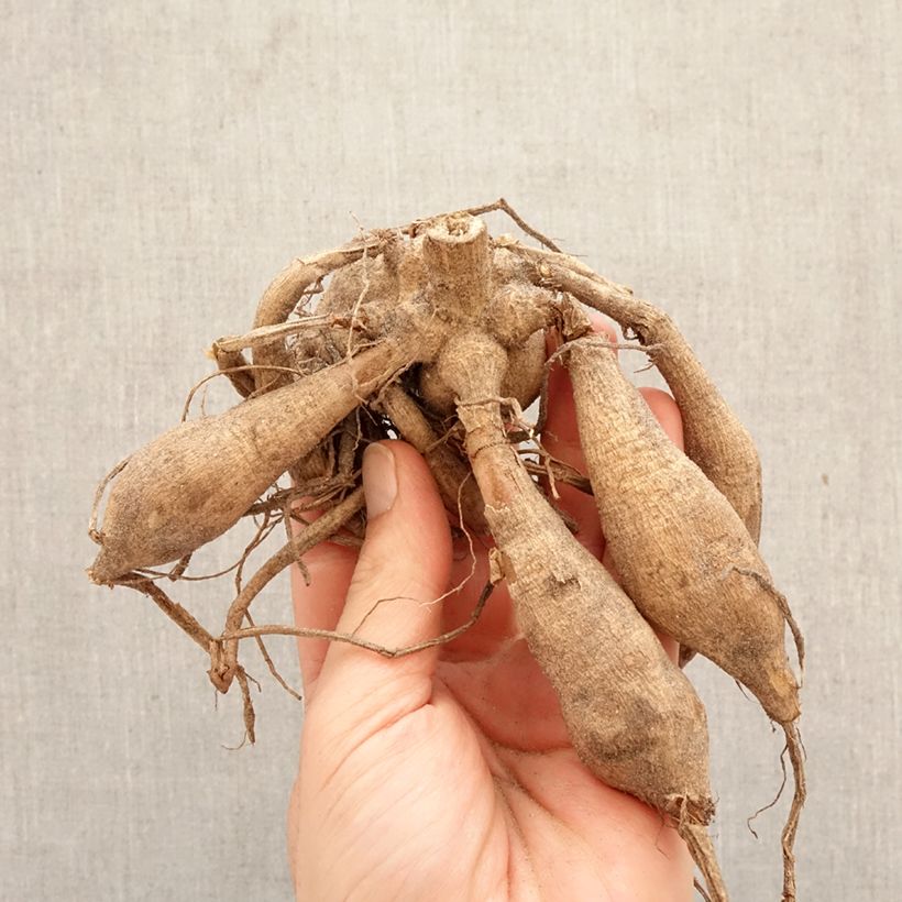 Spécimen de Dahlia décoratif à petites fleurs Trustfull Bulbe calibre I tel que livré au printemps