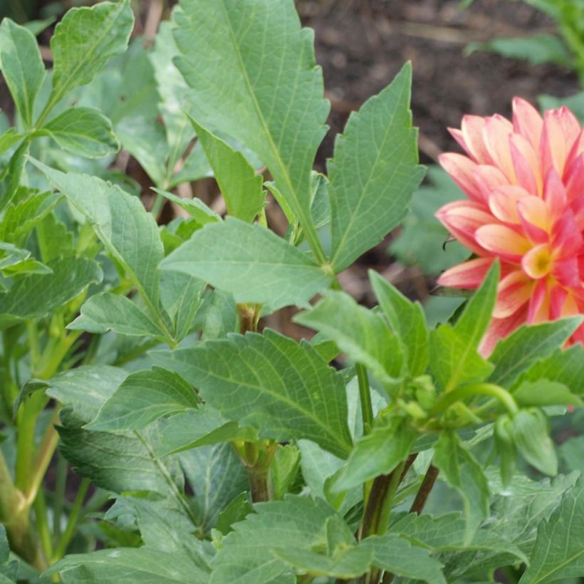 Dahlia décoratif Crazy Legs (Feuillage)
