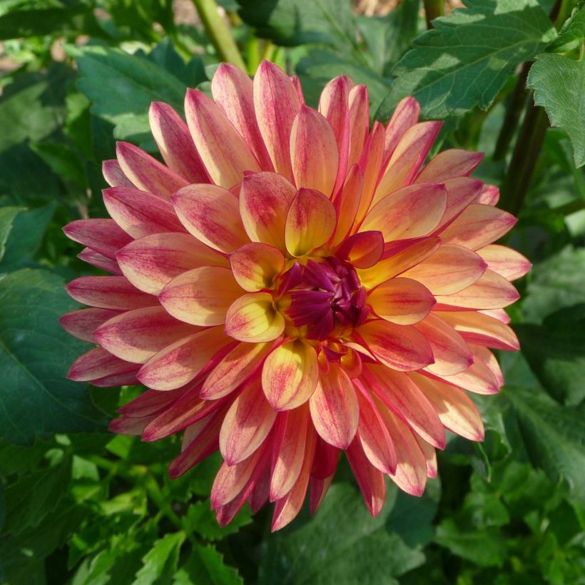 Dahlia décoratif Crazy Legs (Floraison)