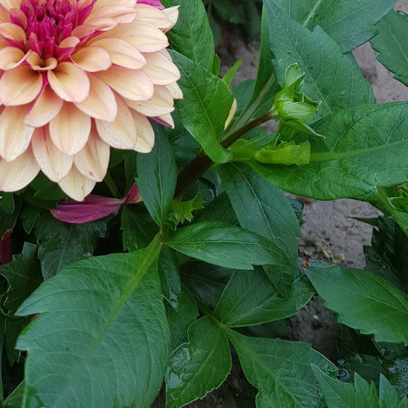 Dahlia décoratif Crème de Cognac (Feuillage)