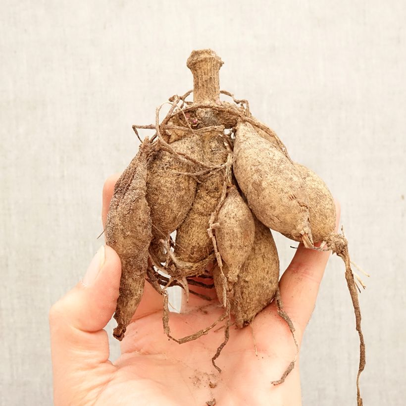 Spécimen de Dahlia décoratif Pacific time Bulbe calibre I tel que livré au printemps