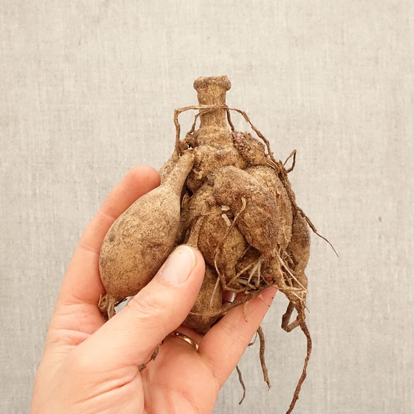 Spécimen de Dahlia décoratif Short Track Bulbe calibre I tel que livré au printemps