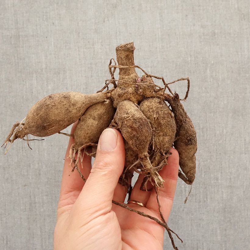 Spécimen de Dahlia Décoratif Summer Beauty Bulbe tel que livré au printemps