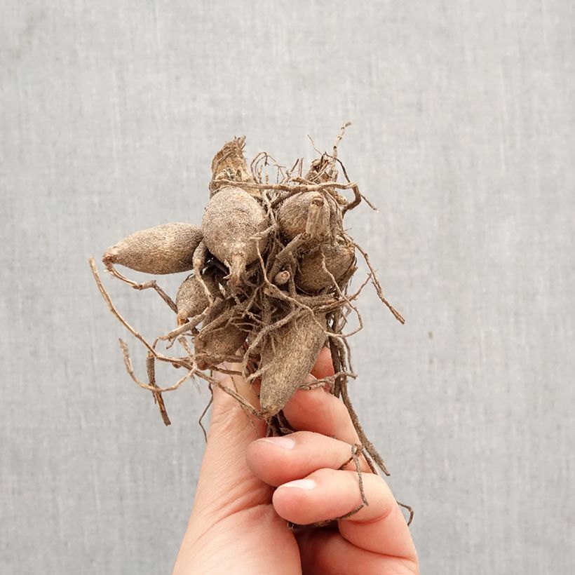 Spécimen de Dahlia décoratif Tour du Monde Bulbe tel que livré au printemps