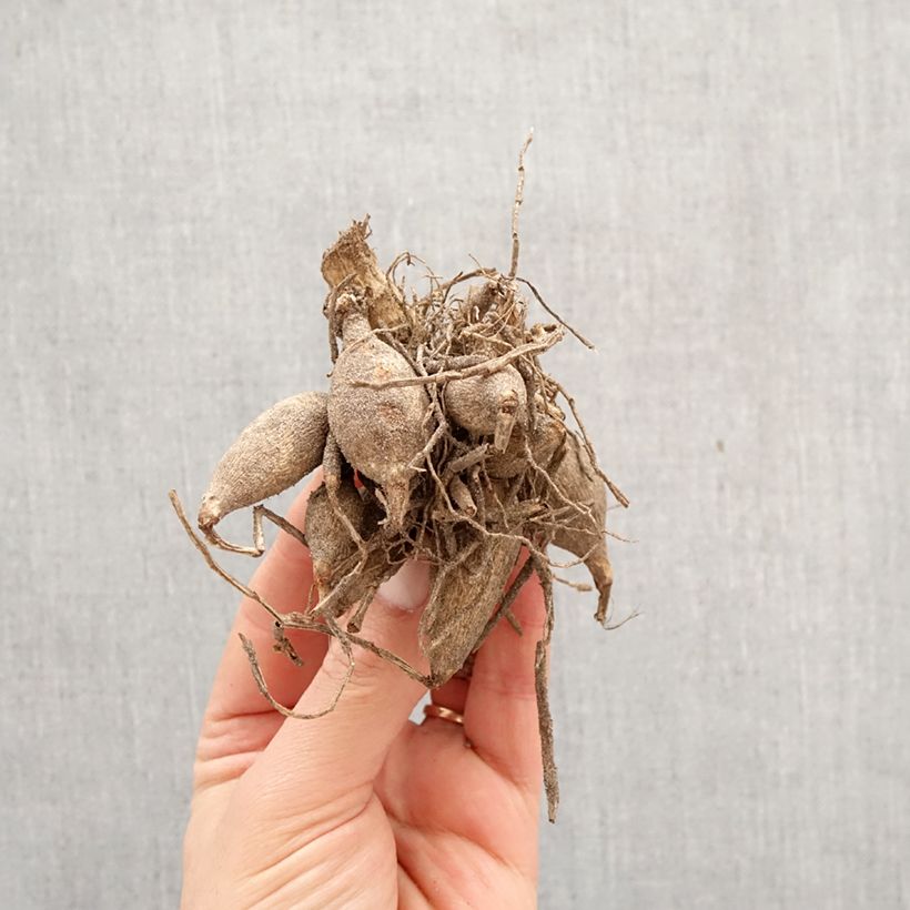 Spécimen de Dahlia Faro Bulbe tel que livré au printemps