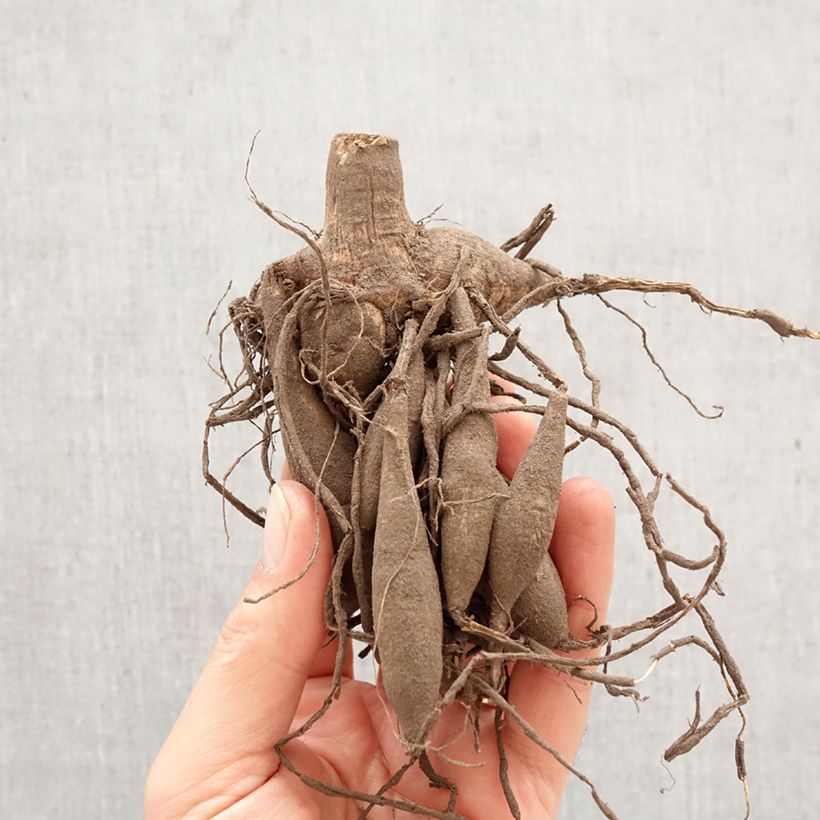 Spécimen de Dahlia Gallery Vermeer Bulbe tel que livré au printemps